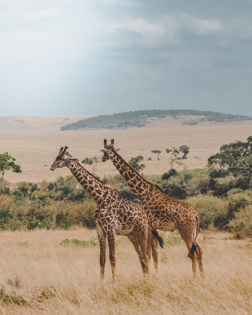 Giraffe
