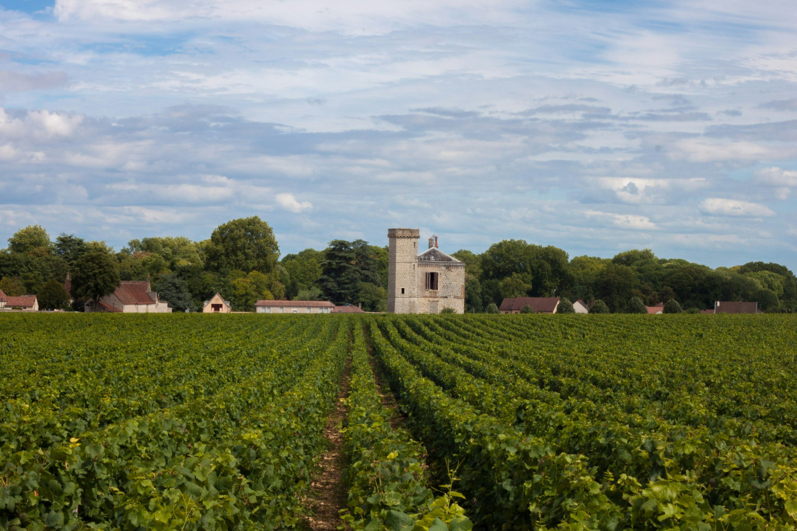 Vineyards of Burgundy, France